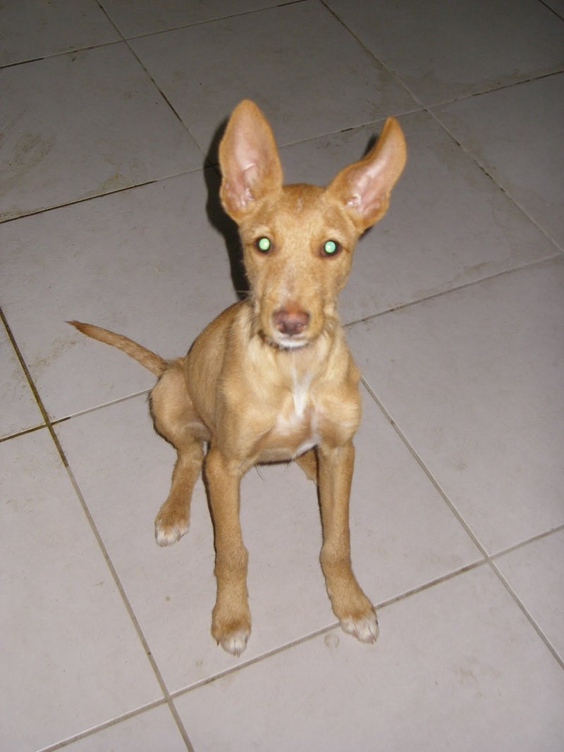 foi nos colocado um cão raça podengo macho com cerca de 3 meses dentro da associação, trazia coleira de couro, não tinha chip.